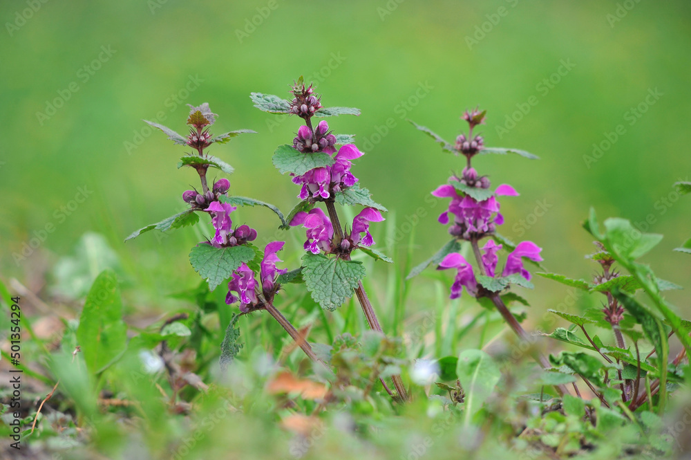 Purple flowers of dead nettle (lamium purpureum) blooms in the forest . Close up medical herbs photo. Place for text. Healthcare and medicine concept. Purple flowers of dead nettle (lamium purpureum) blooms in the forest . Close up medical herbs photo. Place for text. Healthcare and medicine concept.