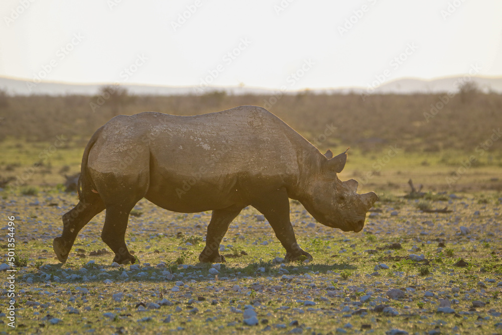 Obraz premium Critically endangered Black Rhino, Etosha National Park, Namibia
