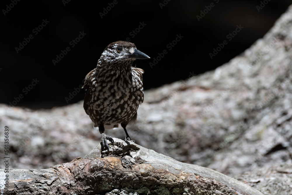 Fototapeta premium Case Noix