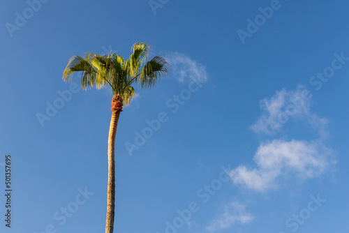 one lone tall palm tree on blue sky blackground