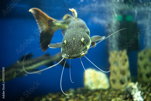 Silurus glanis fish in the aquarium. Pet freshwater fish. photo