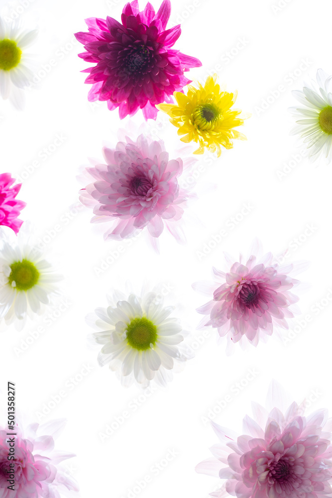 Bright chrysanthemum flowers on white surface Bright chrysanthemum flowers on white surface