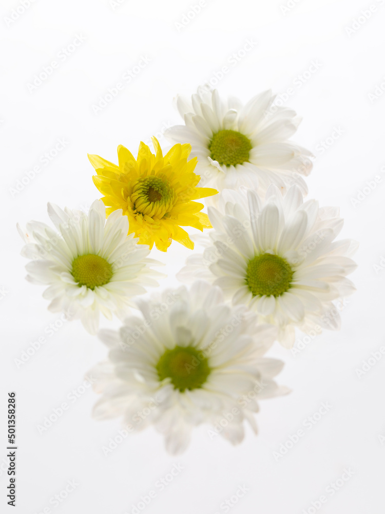 Bright chrysanthemum flowers on white surface Bright chrysanthemum flowers on white surface