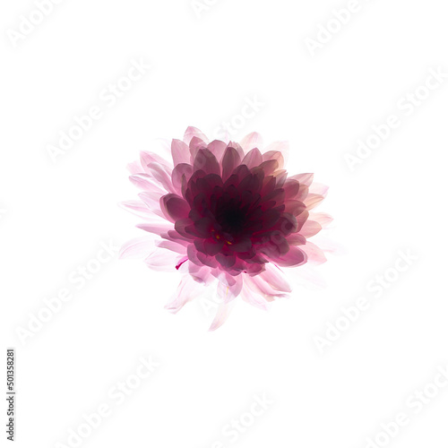 Overexposed colorful Chrysanthemum flower bud photo