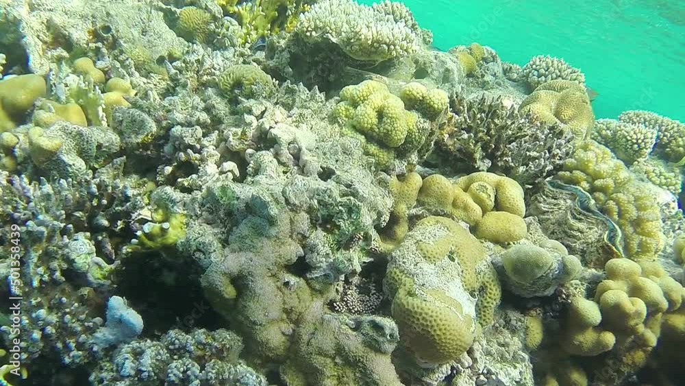Large coral reef in the Red Sea near the shore Large coral reef in the Red Sea near the shore