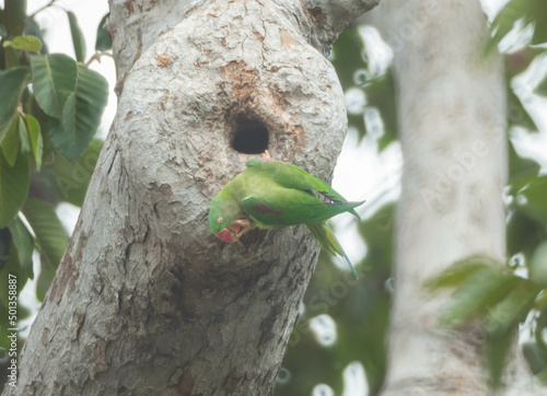 Alexandrine Parakeet