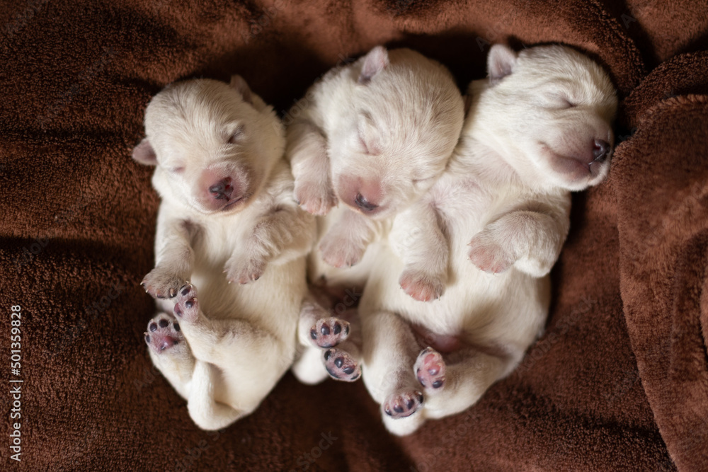 Newborn puppies West Highland White Terrier on a brown blanket. Newborn puppies West Highland White Terrier on a brown blanket.