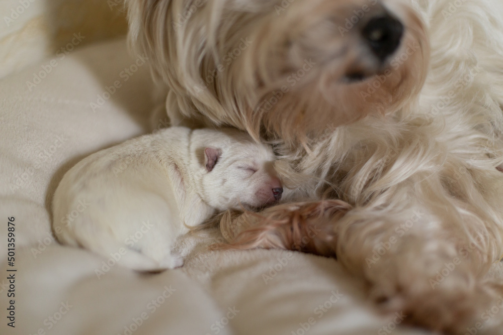 Dogs West Highland White Terrier mom and puppy.
Dogs West Highland White Terrier mom and puppy.