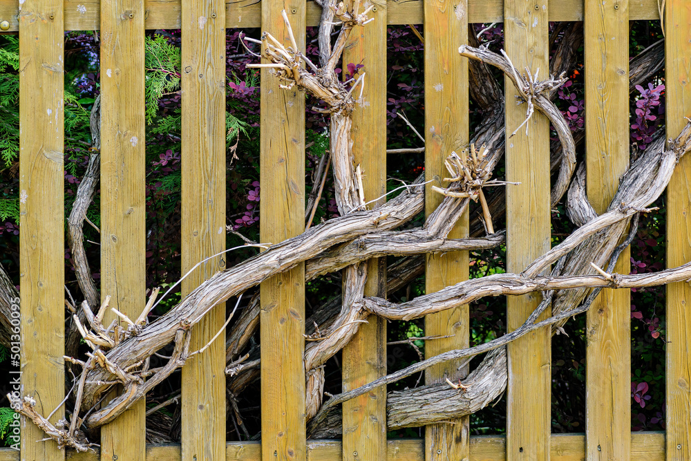 shrub growing through a wooden plank fence.