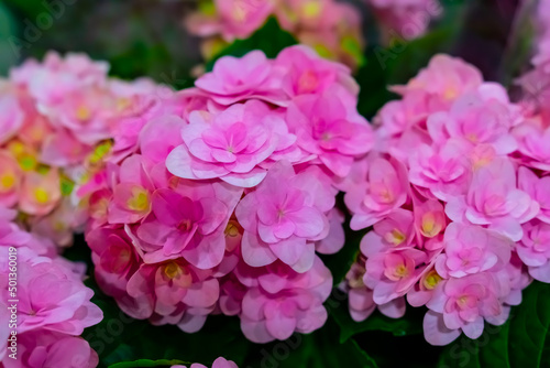 Pink Hortensia flowers in full bloom  close up with shallow depth of field.
