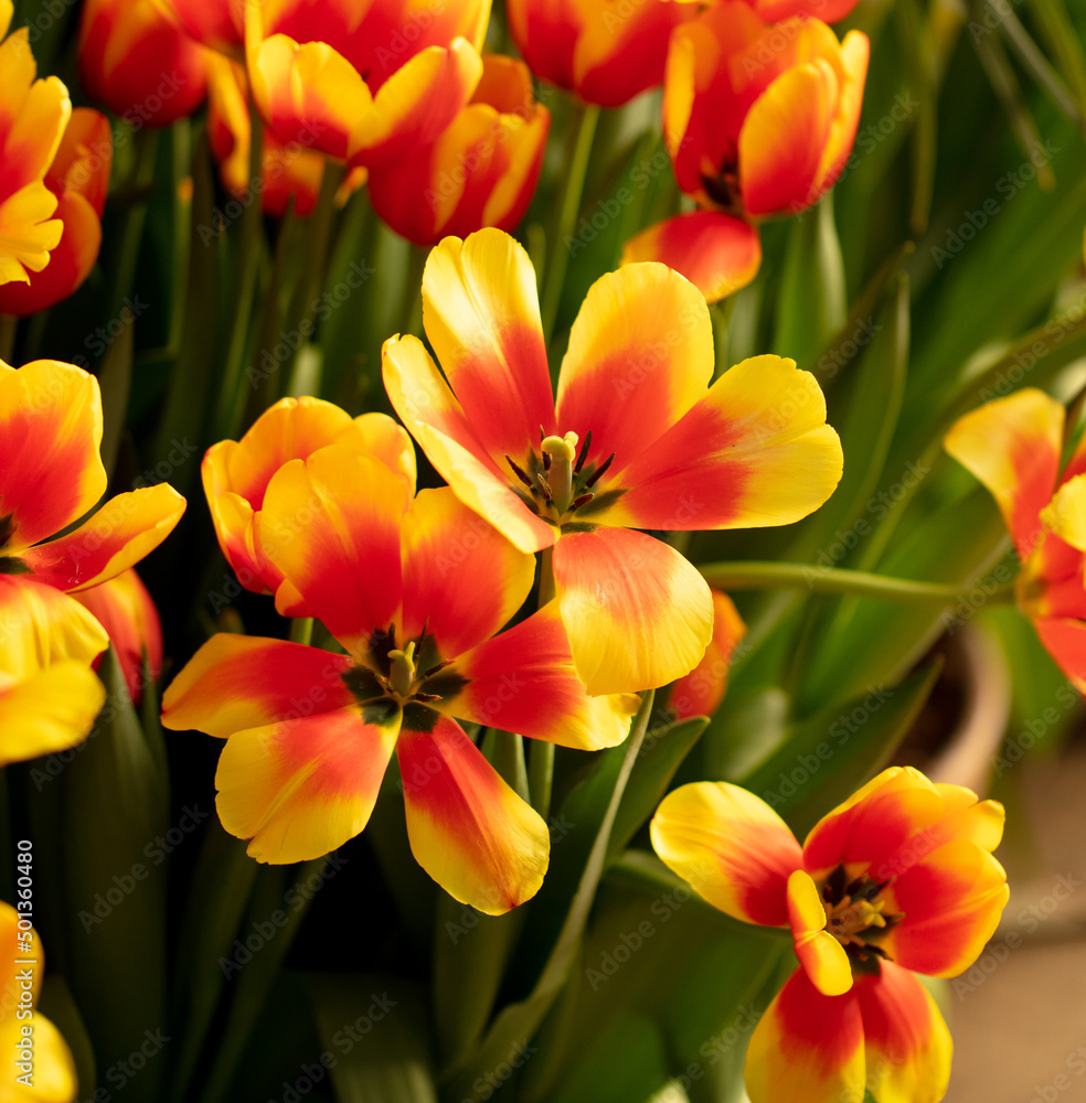 Beautiful yellow-red tulip flower in nature. Beautiful yellow-red tulip flower in nature.