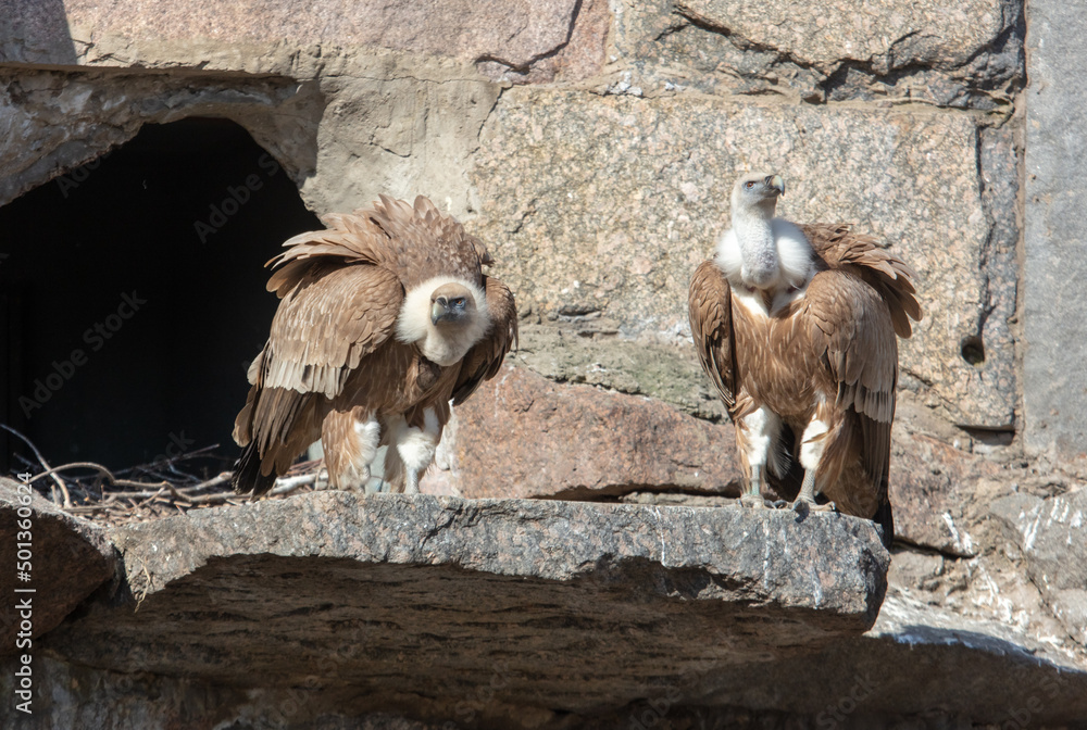 Fototapeta premium Two vultures in the zoo.