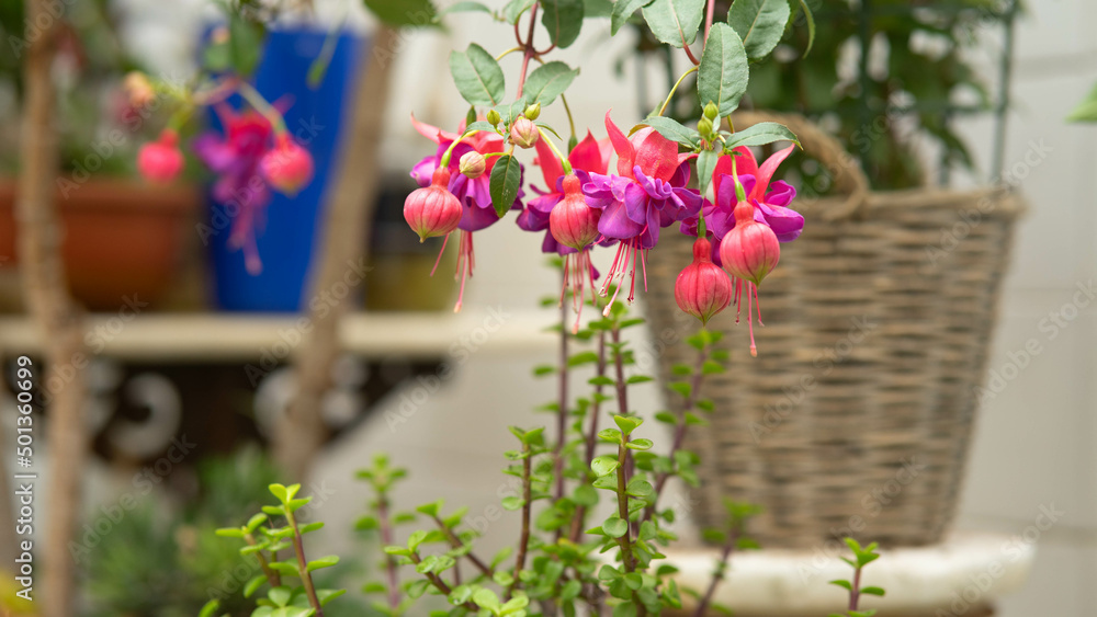Naklejka premium Fuchsia es un género de plantas de flor, de la familia Onagraceae, dentro del orden Myrtales