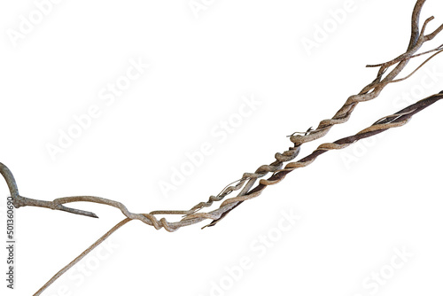 Twisted dried wild liana jungle vine tropical plant isolated on white background  clipping path included