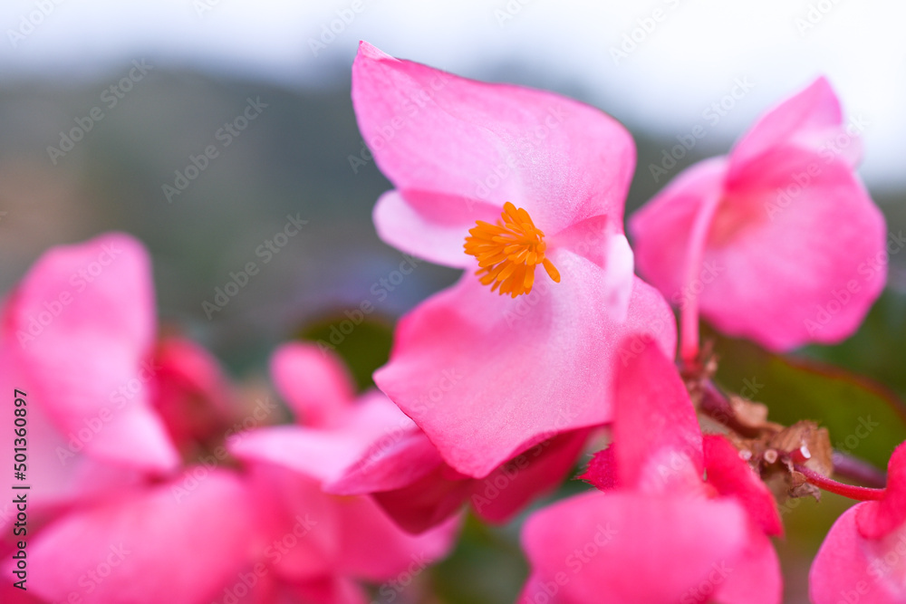 Obraz premium pink magnolia flower