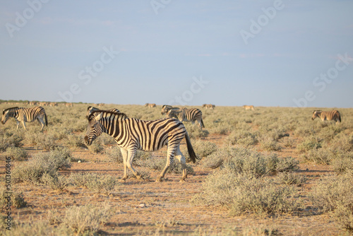 Zebra walking in the dust in Etosha National Park, Namibia