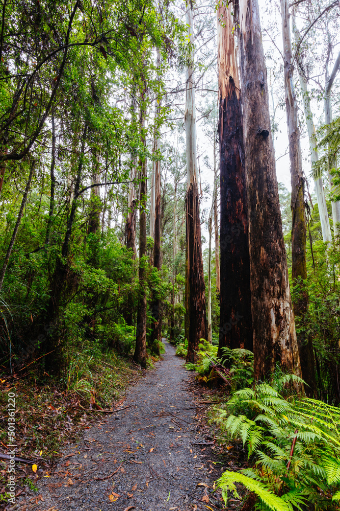 Obraz premium La La Falls in Warburton Australia