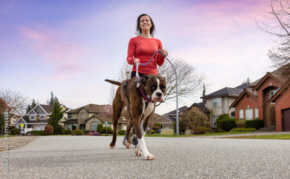 Obraz premium Athletic Caucasian Adult Woman Running outside with a Boxer Dog. Suburban Neighborhood in a modern city of Fraser Heights, Surrey, Vancouver, British Columbia, Canada. Twilight Sky Art Render