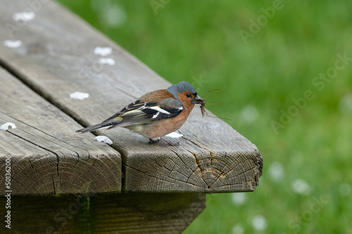 Quadro em tela Fringilla coelebs - Chaffinch - Pinson des arbres