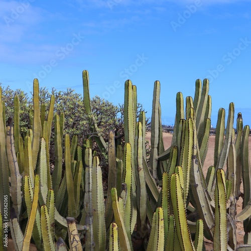 Zielone kaktusy na plaży photo