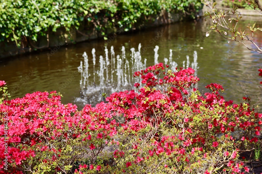 Red rhododendrons and defocused water fountain with many jets Red rhododendrons and defocused water fountain with many jets