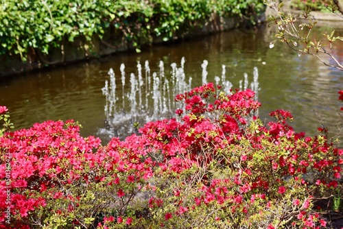 Red rhododendrons and defocused water fountain with many jets 