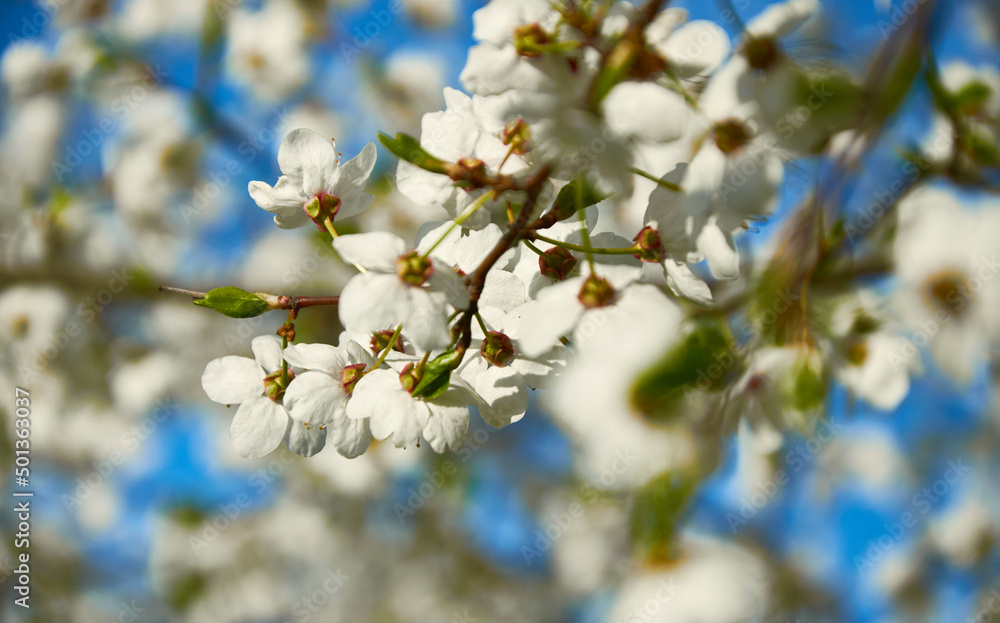 White apple blossoms in spring on a white background White apple blossoms in spring on a white background