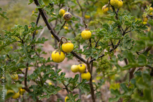 Yellowish "Apple of Sodom" (Solanum Sodomaeum), native to Mediterranean countries. Highly toxic tomato-like plant with big yellow thorns and purple flowers