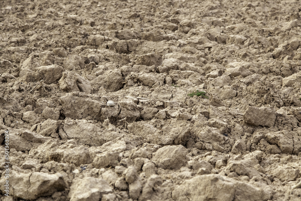 Dry land in a farm Dry land in a farm