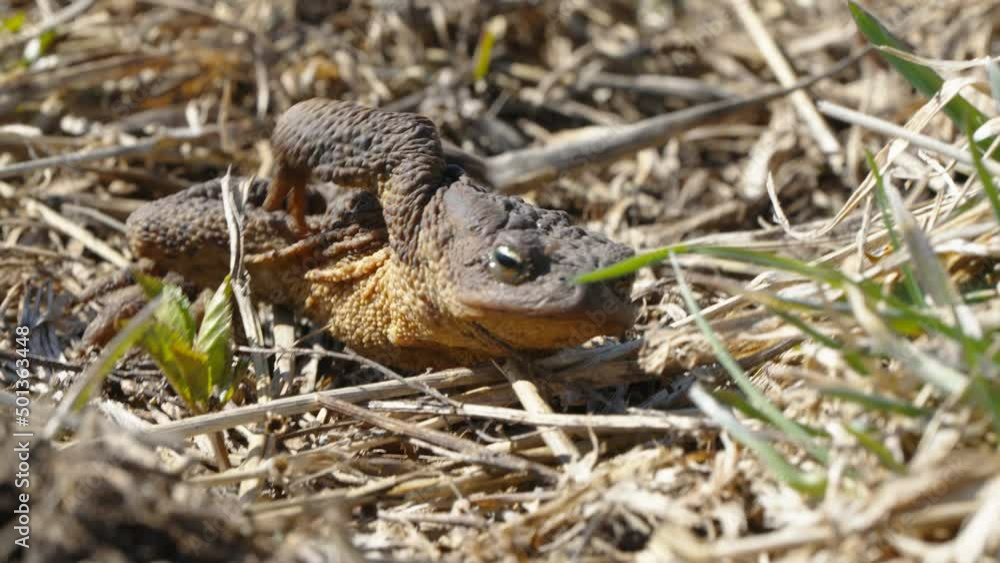 The closer look of the common toad crawling on the ground in the forest in Estonia The closer look of the common toad crawling on the ground in the forest in Estonia