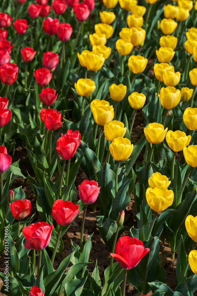 Various tulips in the park