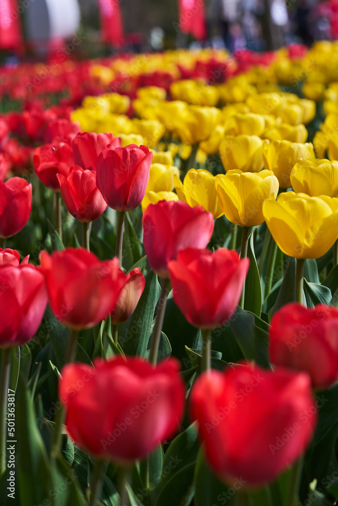 Various tulips in the park