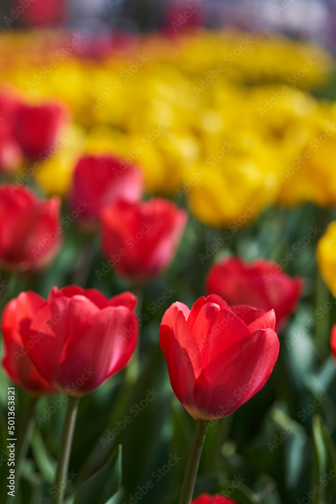 Various tulips in the park