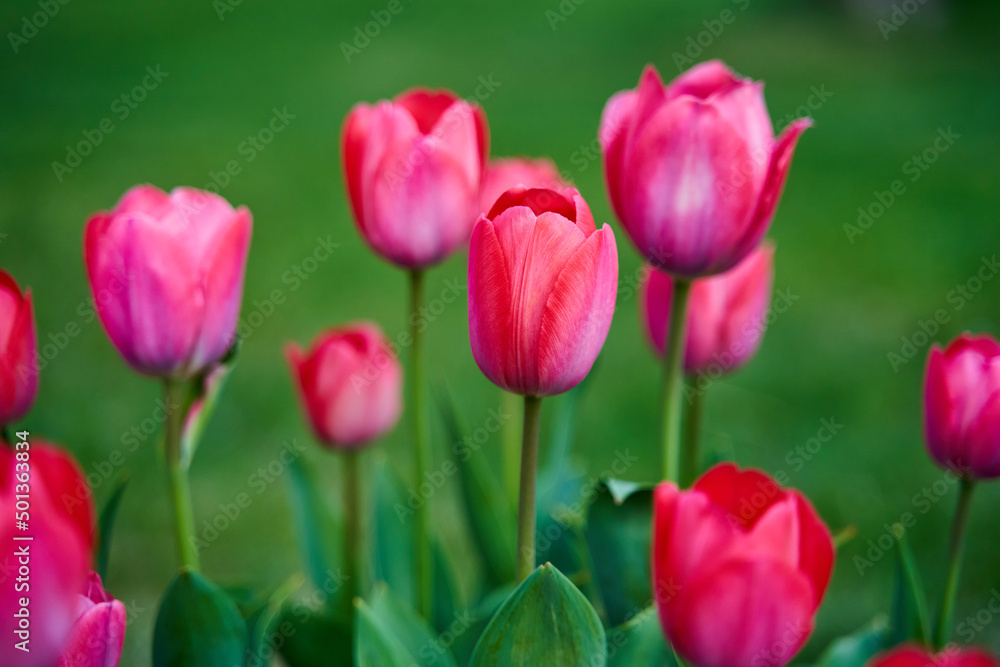 Various tulips in the park