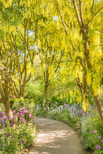 Tableau sur toile laburnum