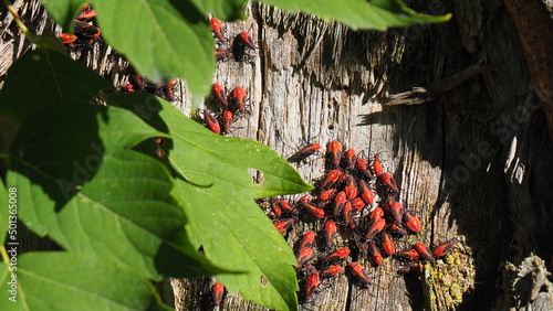 Close-up of boxelder bugs resting on a tree trunk in the sunlight in a forest.