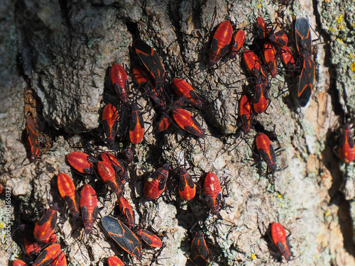 Close-up of boxelder bugs resting on a tree trunk in the sunlight in a forest.