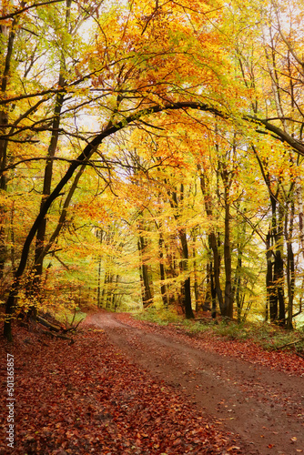 Bright orange and yellow leaves with one tree growing over a walking path in the Palatinate forest of Germany on a fall day.