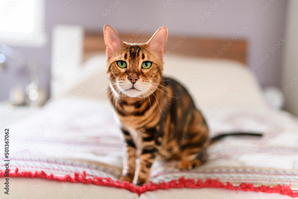 Bengal cat like a leopard sneaks at home bedroom