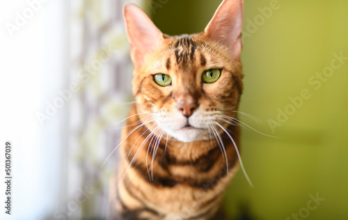 Fototapeta Naklejka Na Ścianę i Meble -  Bengal cat like a leopard sneaks at home