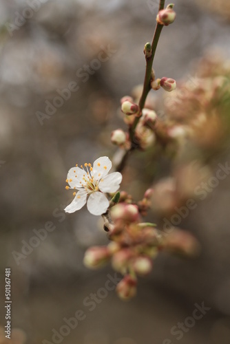 beautiful white cherry plum tree blossom at springtime
