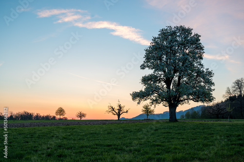 spring sunrise with a giant pear tree in bloom