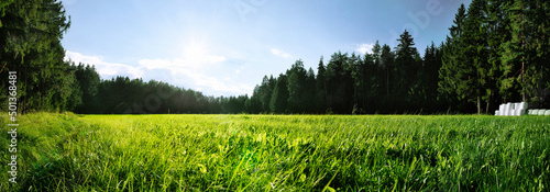 Forest and meadow panorama