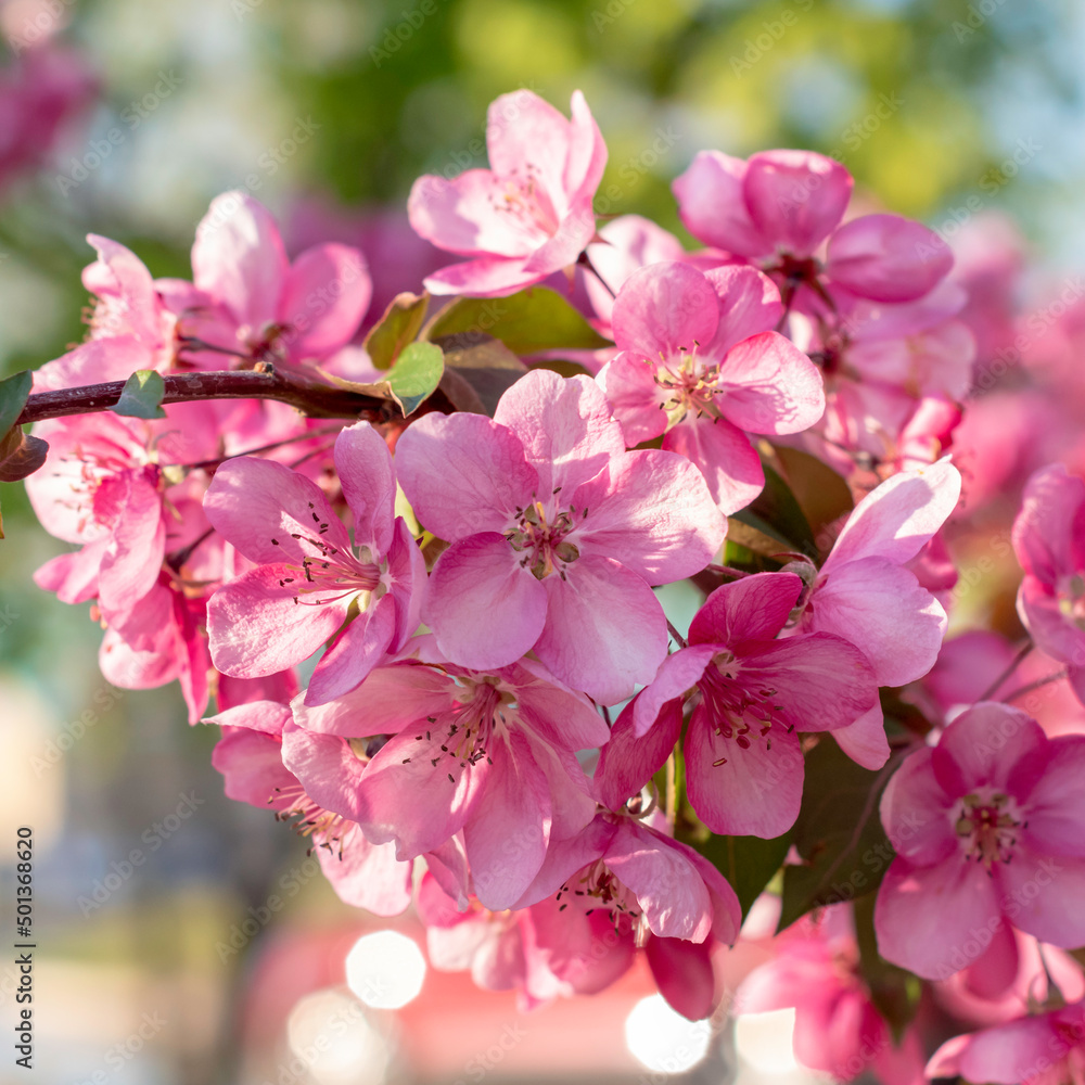 Branch of apple tree with pink flowers.Spring season.Selective focus