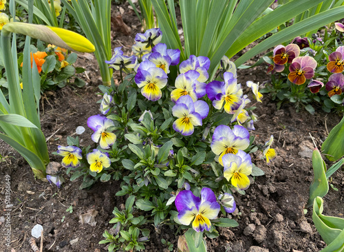 colorful pansies (viola) in full boom