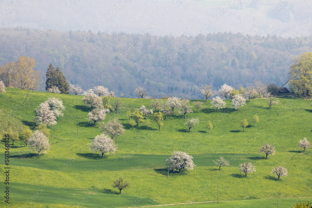 hills full of blossoming cherry trees in Baselland