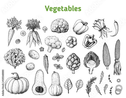 Vegetables drawing collection. Hand drawn illustration. Organic food poster. Vintage hand drawn sketch. Good nutrition, healthy food. Vegetable vector illustration.