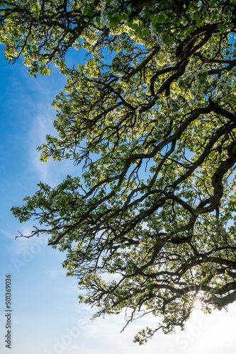Wallpaper Mural branches of a giant pear tree during blossom Torontodigital.ca