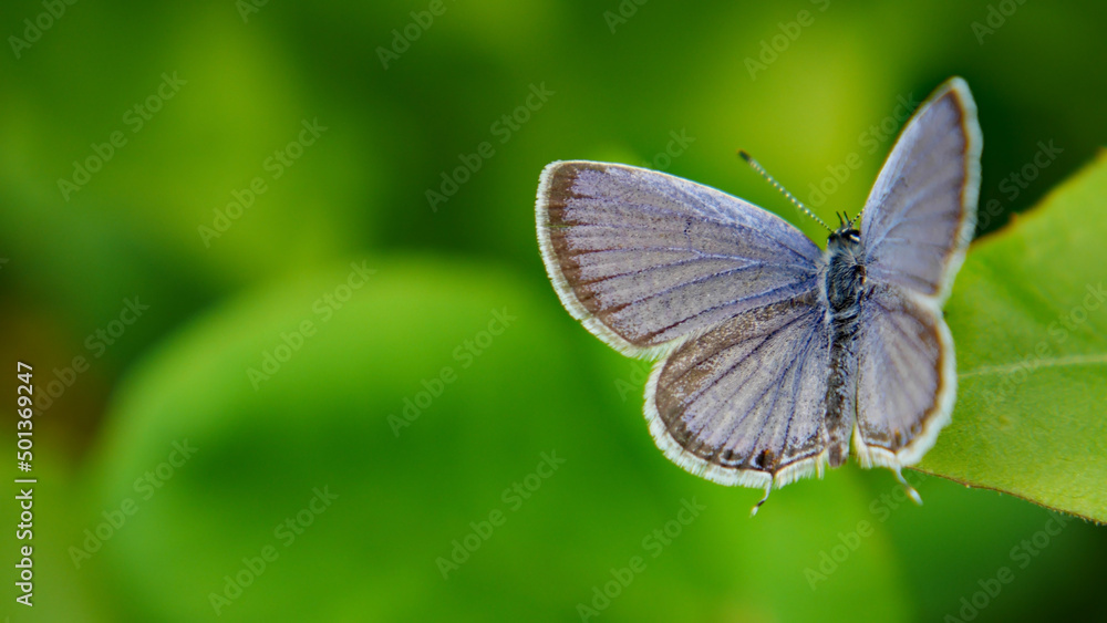 Close-up of a tiny blue butterfly resting on a leaf with blurred vegetation in the background. Close-up of a tiny blue butterfly resting on a leaf with blurred vegetation in the background.