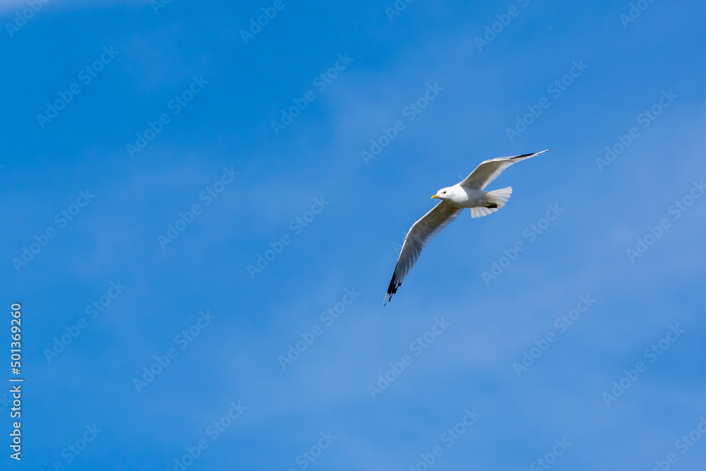 Obraz premium seagull in the sky